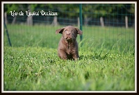 De L'Ostal Occitan - Labrador Retriever - Portée née le 18/03/2015