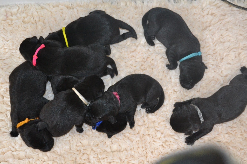 De L'Ostal Occitan - Naissance de 8 chiots disponibles pour Décembre ! 