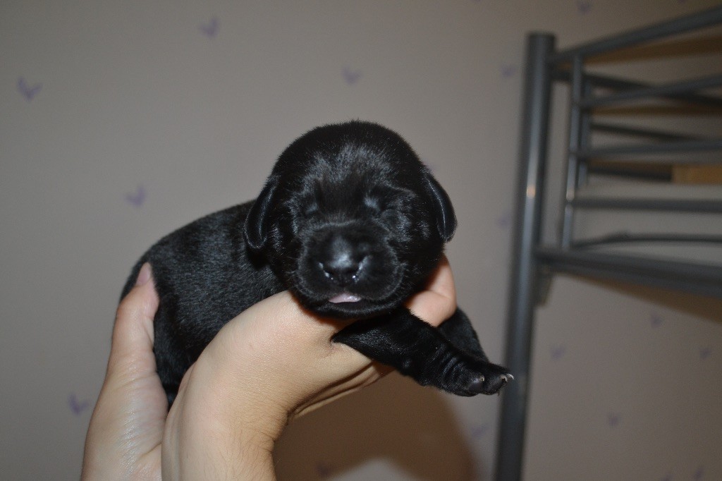 De L'Ostal Occitan - Chiots disponibles - Labrador Retriever